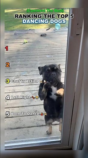 Ranking Dogs Who Can Actually Dance 🕺🐶 #dogranking #funnydogs #trending