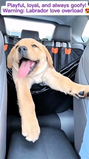 Adorable Labrador Retriever Compilation | Funny & Cute #labradorretriever #animal #heartwarming