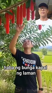 kaka iban bunga ng rambutan ang haba at ang kapal ng laman #AI #rambutan #reels #reelsvideo #fbreelsvideo | Rodolfo Santos Dalisay Jr.