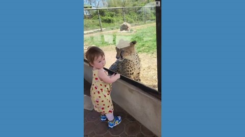 Little girl shares a moment with a cheetah at a zoo