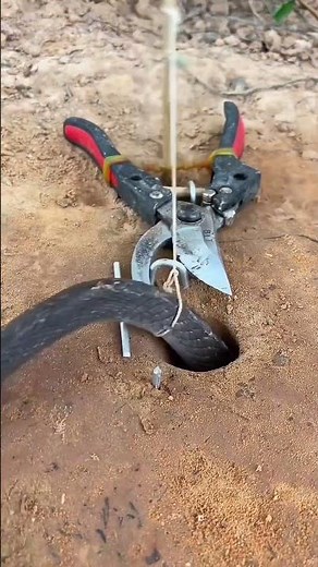 Simple DIY Snake Trap using scissors #snaketrap #creativesnaketrap #animaltraps #snake
