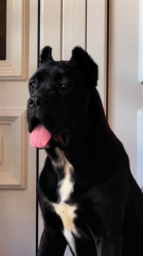 love ❤️❤️ | Cane Corso Silver Lake Kojic Kennel