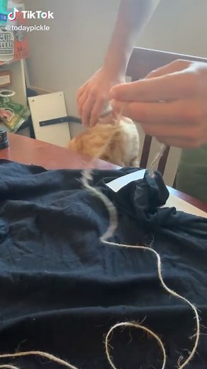 TodayPickle on TikTok