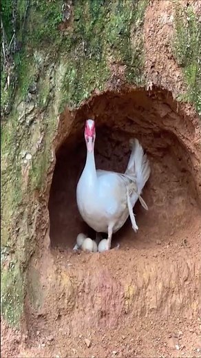 🌲 Solo Camping Adventures Outdoors