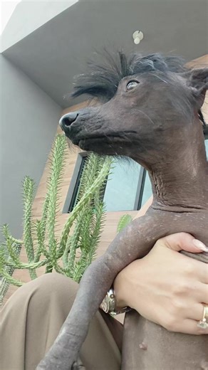 Descubre al Xoloitzcuintli desde pequeño