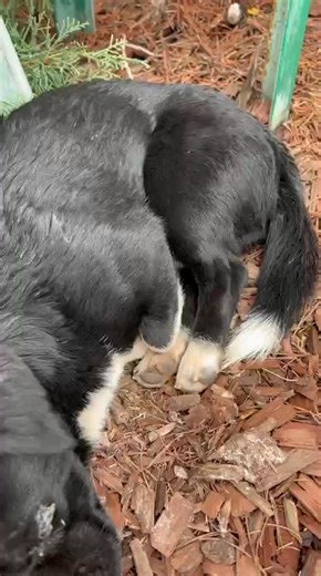 🎥 Another day, another heartbreaking story… A tiny dog, just a few kilos, left all alone — shaking from cold and fear 💔 A kind lady called for help, and now he’s finally safe at Sava’s Safe Haven 🧡 We need loving adopters — please don’t scroll past, share and help him find a home! 🐾 #RescueDog #AdoptDontShop #SavasSafeHaven #DogRescue #AdoptionSavesLives | Sava's Safe Haven