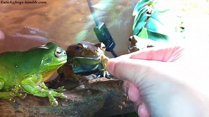 12K views · 621 reactions | Long Frog Bravely eats his Wriggly Cricket on the Ledge with Helpers Jens and Round Frog! | Stickyfrogs | Facebook
