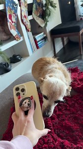 Turn your pup into a custom phone grip 🐶 📷 Easily upload any photo 🧲 Attaches magnetically with MagSafe 📱Compatible with Apple & Samsung | PopSockets