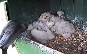 147K views · 1.1K reactions | Jackdaw pulls kestrel chick out of the nest #kestrel #birds #birdlovers #birdsofinstagram #birdlife #birdwatching | Lâm Đồng GO | Facebook