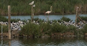 A flock of Mediterranean gull,( Ichthyaetus melanocephalus), during the egg incubation time, Camargue, France