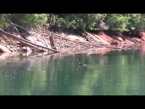Wild Turkey Swimming in Lake Jocassee