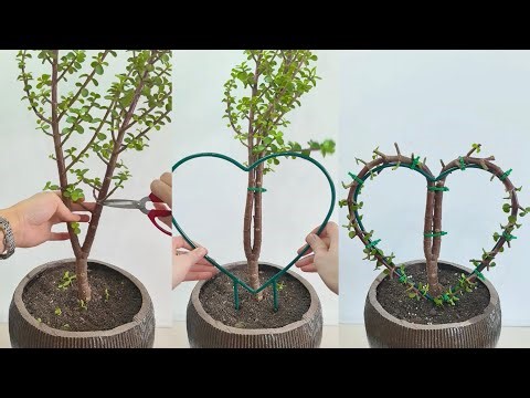 Easy Succulent Care For Beginners