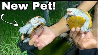 Starting My Turtle Journey with Blake’s Exotic Animals