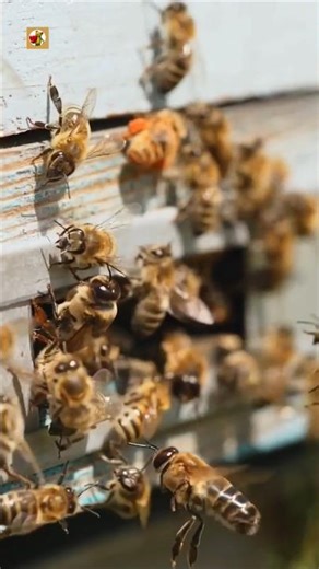 Bee Sounds 🐝(Honey Bees Flying Around the Apiary)
