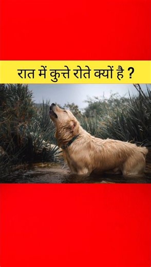 Why Dogs Howl at Night? The Real Truth Will Surprise You! 🐕🌙