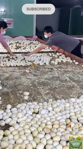 Commercial Hatchery Process: Managing Thousands of Hatching Eggs #agritech #farming #animals #viral
