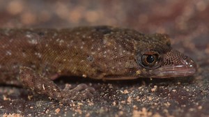 New gecko species discovered by team of researchers led by UTA