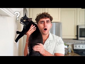 How To Test Your Cats IQ...