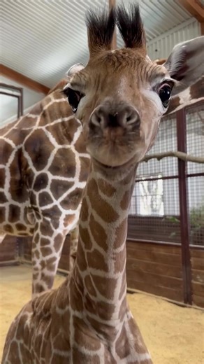 A baby giraffe is an adorable, long-necked mammal with wobbly legs, soft spotted fur, and a playful charm as it explores its savanna home. #Giraffe #FYP #AdorableWildlife #FluffyFriends #naturevibes