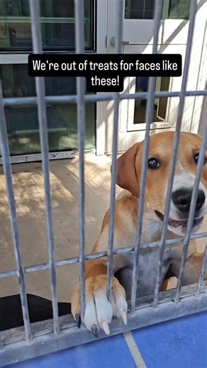 5.9K views · 92 reactions | These faces are working extra hard for treats… but our stash is almost gone!  Can you send a little love through our treat wishlist? https://bit.ly/aactreats | Austin Animal Services | Facebook