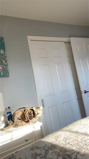 Someone is in a grumpy mood today #cat #helpmemakethismakesense #smallyoutuber