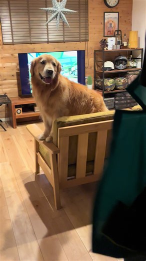 撫でてもらうのを先にソファで待ってる#ゴールデンレトリバー#モッシュ