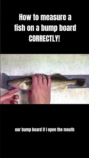 How to Measure a Fish On a Bump Board CORRECTLY!