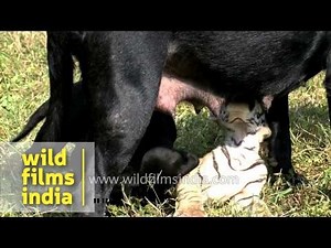 Tiger suckles milk from mother dog's teats