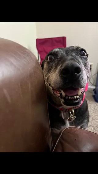 A friendly dog was finally adopted after being 7 years in shelter