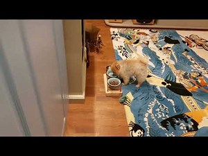 All about the life of charming dogs of the mini-Spitz breed!