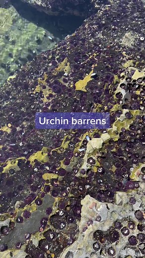 The Impact of Sea Urchins on Kelp Forests Explained