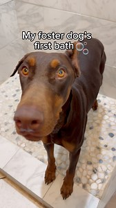 11M views · 392K reactions | Do you think Feyre enjoyed her bath? 識癩 #fosterdogs #rescuedogs #doberman #dogbathroutine #dogsofinstagram #dogbath #doggrooming #asmr | Thegoodhype | Facebook