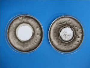 Why Your Car AC Smells Bad and How to Fix It