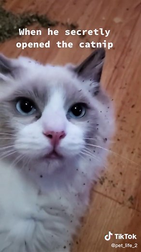 Funny Catnip Reactions Compilation