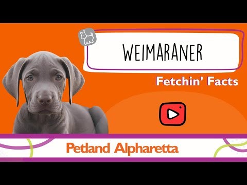 Puppy Alert! Weimaraner Facts That Will Melt Your Heart