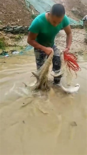 catching fish in rivers #fishing #net #handfish #fyp