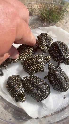 246K views · 14K reactions | Can you believe these turtles are real?! 勞#turtles #tortoises #wildlifeplanet #fyp #naturevibes #satisfying #gardenstatetortoise #otistheturtle #reptiles | Garden State Tortoise | Facebook