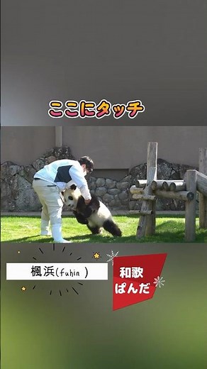 パンダふうひん🥰殿堂入り😍