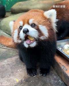 red panda screaming for more 🍎 | 9GAG Aww