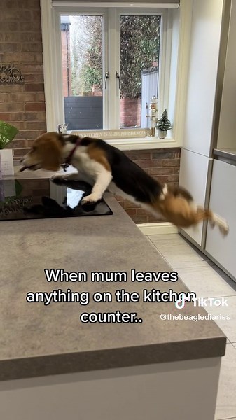 Adorable Beagle Funny Moments