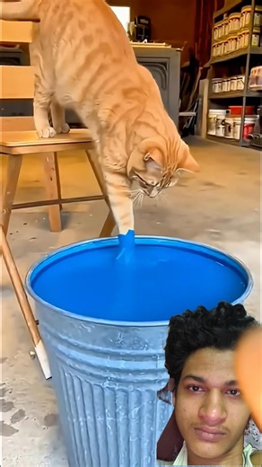 Have You Ever Seen Blue Cat #funny #cat #fyp #viralvideo #cat video #funny #viral #trending #blue