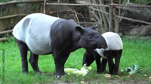 Tapir in the forest. Malayan tapir, Tapirus indicus, mother and young feeding in green vegetation. Cute big animal in the nature habitat, Malaysia in Asia. Tropic wildlife, mammal behaviour.
