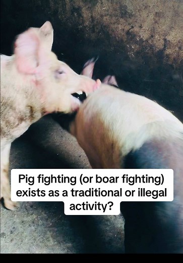 Understanding the Ethical Issues of Pig Fighting
