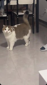 906K views · 10K reactions | Cats are hilarious! They meow in over 100 sounds, love squeezing into boxes bigger than themselves, and act like they own you. They nap up to 16 hours a day and then suddenly sprint like tiny ninjas. Their quirky antics and mysterious stares make them the ultimate furry comedians! | Paw Plaza | Facebook