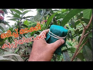 Bend and place inside a bottle for a full harvest, 100% success