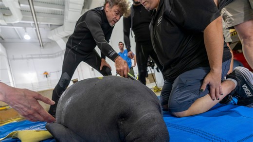 Columbus Zoo and Aquarium welcomes three orphaned manatees for rehabilitation
