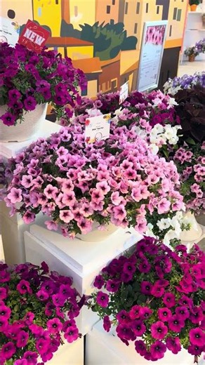 The Secret to Endless Petunia Blooms ALL Summer! 🌸✨