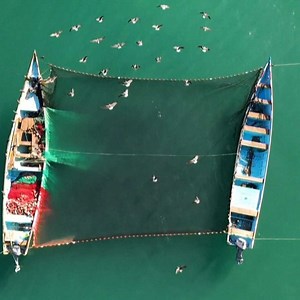 229K views · 946 reactions | The lives of these Yemeni fishermen were transformed overnight after they found $1.5 million worth of ambergris in a whale carcass. | DW News | Facebook