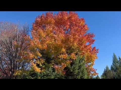 Brise d'automne - c'est la vrai réalité