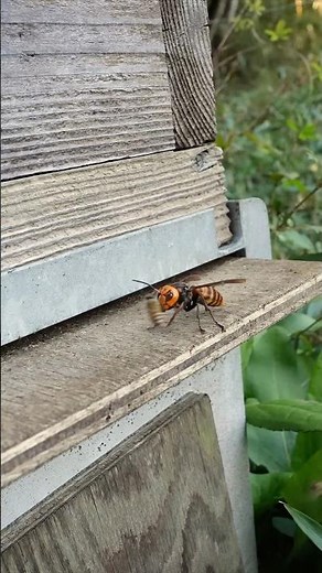 Hornet vs. Bees #hornet #bees #animals #wildlife